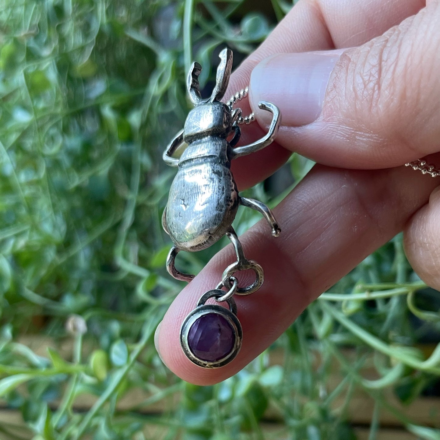 Stag Beetle